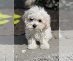 Havanese Puppy for sale in CANOGA, NY, USA