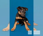 Small #2 Labrador Retriever Mix
