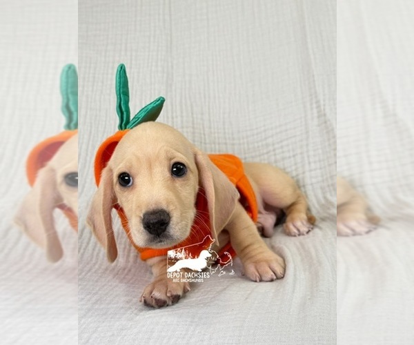 Medium Photo #6 Dachshund Puppy For Sale in SOUTH EASTON, MA, USA