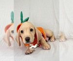 AKC Charlie - Male Dachshund Puppy for Sale - Photo #6