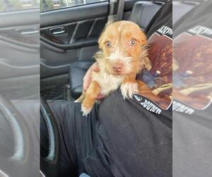 Mutt Dogs for adoption in San Antonio, TX, USA