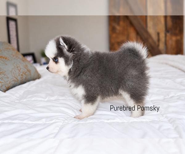 Medium Photo #4 Pomsky Puppy For Sale in KANSAS CITY, MO, USA