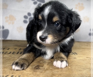 Miniature Australian Shepherd Puppy for sale in MC LEAN, IL, USA