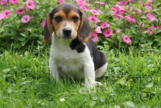 Beagle Puppy for sale in FREDERICKSBURG, OH, USA