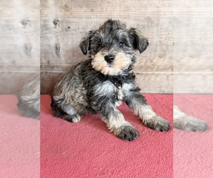 Schnauzer (Miniature) Puppy for sale in VERMONTVILLE, MI, USA