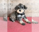Image preview for Ad Listing. Nickname: Litter of 8