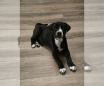 Small #1 American Pit Bull Terrier-Border Collie Mix