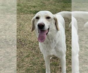 Labrador Retriever Dogs for adoption in Temple, TX, USA