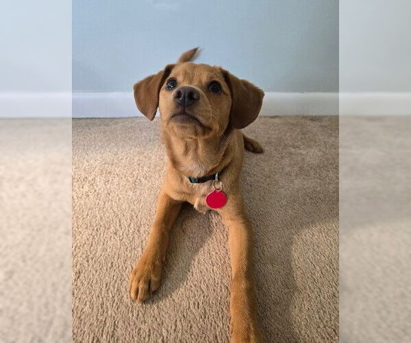 Medium Photo #3 Beago Puppy For Sale in Genesee, WI, USA