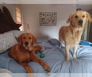 Mother of the Golden Retriever puppies born on 04/01/2024