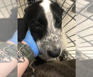 Labrador Retriever-Unknown Mix Dogs for adoption in Conroe, TX, USA