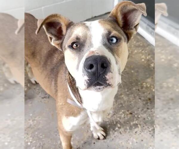 Medium Photo #3 Labrador Retriever-Unknown Mix Puppy For Sale in Houston, TX, USA