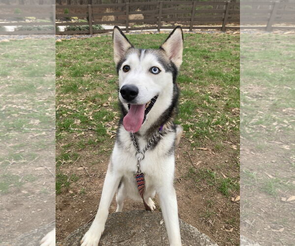 Medium Photo #4 Siberian Husky Puppy For Sale in Cumming, GA, USA