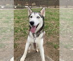 Small #3 Siberian Husky