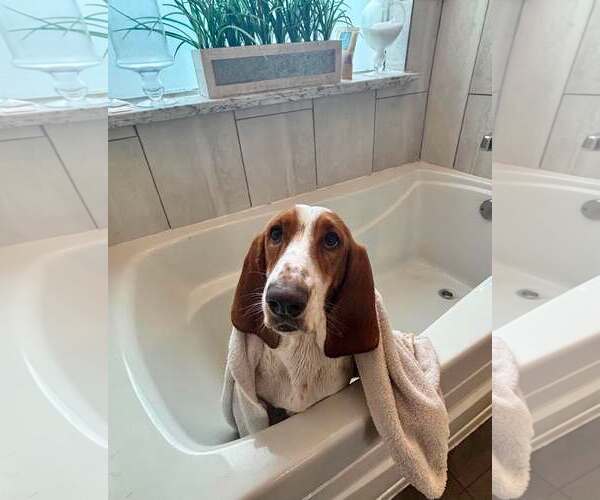 Medium Photo #2 Basset Hound Puppy For Sale in Deepwater, NJ, USA
