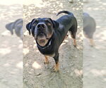 Small #7 Black Mouth Cur-Rottweiler Mix