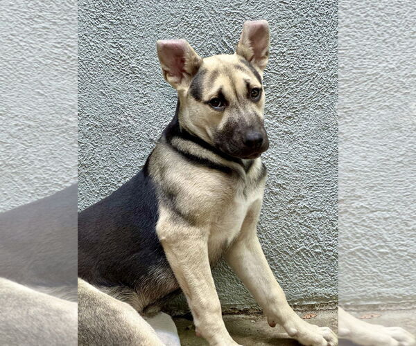 Medium Photo #18 Labrador Retriever-Unknown Mix Puppy For Sale in Dana Point, CA, USA