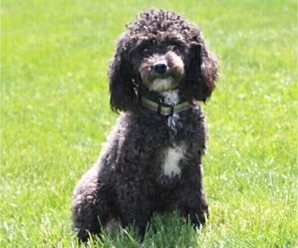 Medium Photo #2 Poodle (Toy) Puppy For Sale in MILFORD, IN, USA