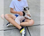 Small #1 Mutt