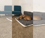 Small #2 Rhodesian Ridgeback Mix