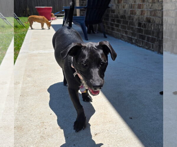 Medium Photo #3 Dachsador Puppy For Sale in Missouri City, TX, USA
