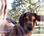 Small Photo #10 Beagle Puppy For Sale in ANNISTON, AL, USA