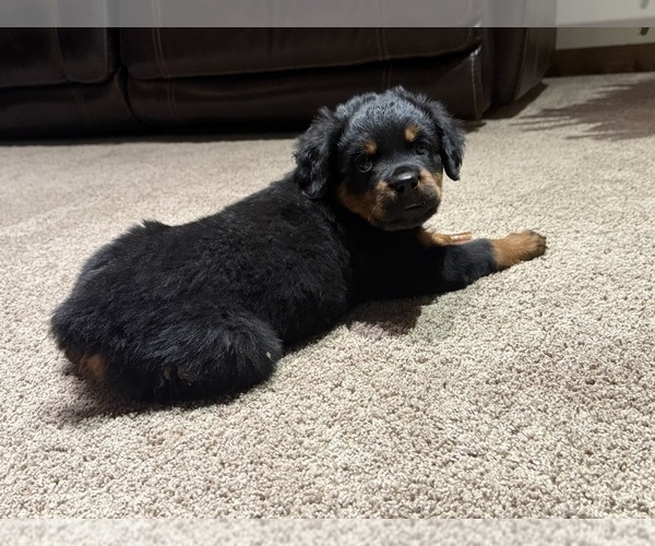 Medium Photo #4 Rottweiler Puppy For Sale in AMITY, PA, USA