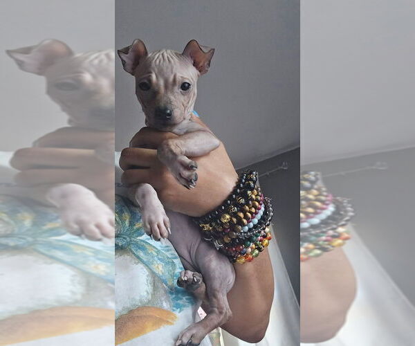 Medium Photo #4 Miniature American Hairless Terrier Puppy For Sale in MEDFORD, MA, USA