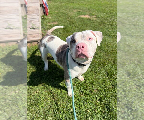 Medium Photo #4 American Staffordshire Terrier Puppy For Sale in Pierceton , IN, USA