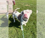 Small #3 American Staffordshire Terrier