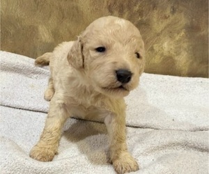Goldendoodle Puppy for Sale in HICKORY, North Carolina USA