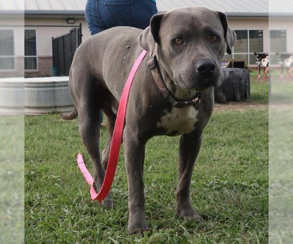 Medium Photo #1 American Staffordshire Terrier-Unknown Mix Puppy For Sale in San Antonio, TX, USA