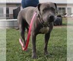 Small American Staffordshire Terrier Mix