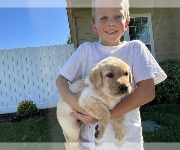 Medium Photo #7 Labrador Retriever Puppy For Sale in WILLOWS, CA, USA