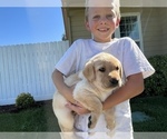 Small Photo #7 Labrador Retriever Puppy For Sale in WILLOWS, CA, USA
