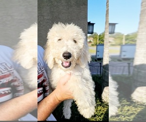 Labradoodle Puppy for sale in SPRING HILL, FL, USA
