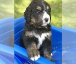 Small Photo #16 Bernedoodle Puppy For Sale in STEWARTSVILLE, NJ, USA