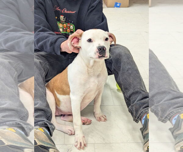 Medium Photo #2 American Pit Bull Terrier-Bulldog Mix Puppy For Sale in Milner, GA, USA