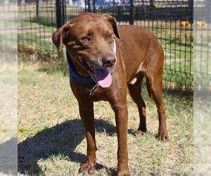 Medium Labrador Retriever Mix