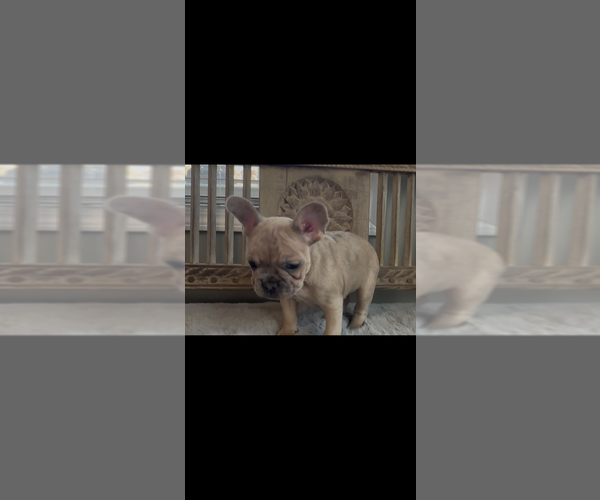 Medium Photo #2 French Bulldog Puppy For Sale in NORTH VERNON, IN, USA