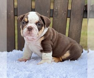 Bulldog Puppy for sale in NORTHFIELD, IL, USA