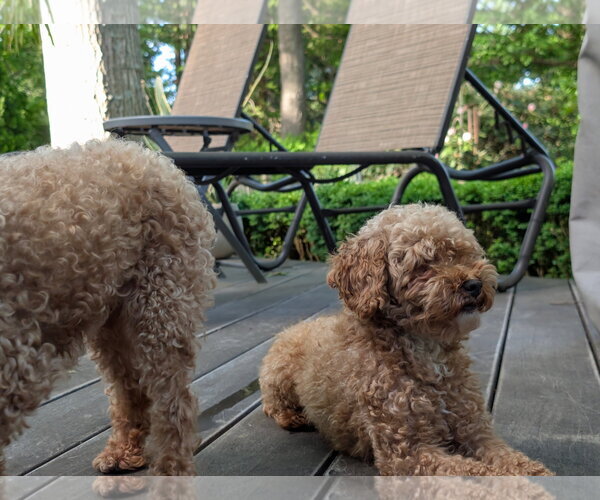 Medium Photo #3 Poodle (Toy) Puppy For Sale in Tenafly, NJ, USA