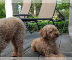 Small #2 Poodle (Toy)