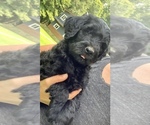 Small Photo #2 Goldendoodle Puppy For Sale in ANDREWS, NC, USA