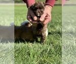 Small Photo #2 ShihPoo Puppy For Sale in CHARLESTON, WV, USA