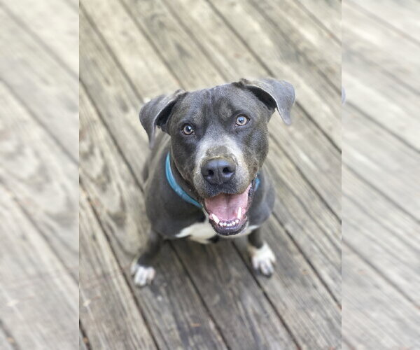 Medium Photo #15 American Staffordshire Terrier-Labrador Retriever Mix Puppy For Sale in Holly Springs, NC, USA