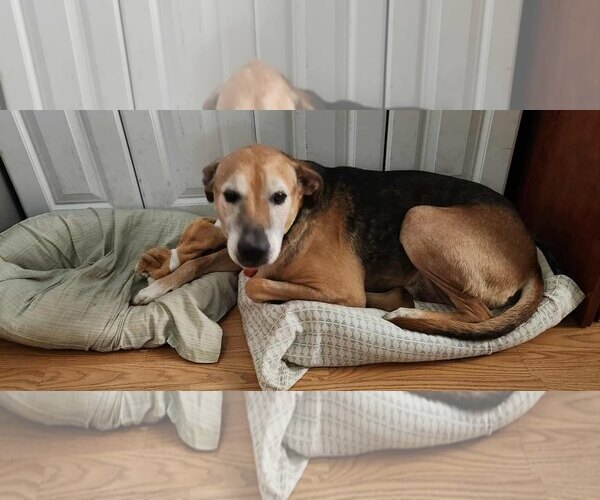 Medium Photo #1 Mutt Puppy For Sale in Newport Beach, CA, USA