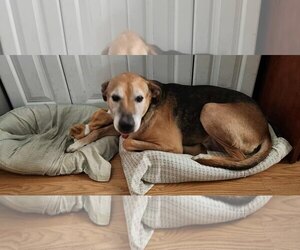 Mutt Dogs for adoption in Newport Beach, CA, USA