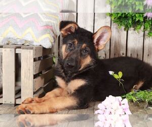 German Shepherd Dog Puppy for sale in MOUNT VERNON, OH, USA