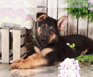 German Shepherd Dog Puppy for sale in MOUNT VERNON, OH, USA